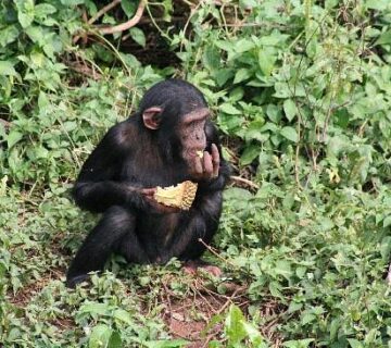 Gorilla vs Ape: What Is the Difference? A Complete Guide