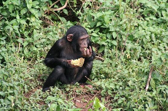 Can Chimpanzees Eat Humans? Facts About Chimpanzee Diet