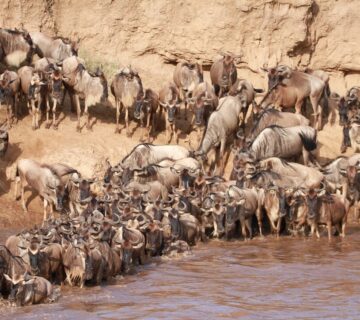 How Many Wildebeests Are There in 2026? (Full Breakdown