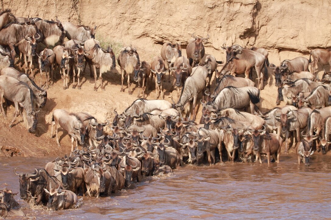 How Many Wildebeests Are There in 2026? (Full Breakdown
