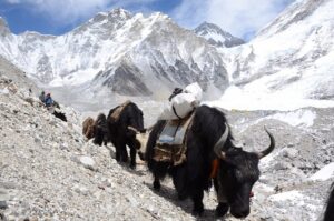 300+ Deaths on Mount Everest: Here is Why the World 300+ Deaths on Mount Everest: Here is Why the World