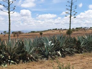 Where Is Kenya Located? And Why It is Perfect for Safari Where Is Kenya Located? And Why It is Perfect for Safari