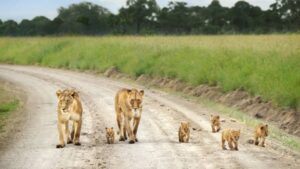 Do Lions Eat Humans? The Truth Is Wider Than You Think Do Lions Eat Humans? The Truth Is Wider Than You Think