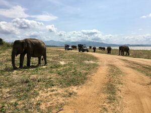 Big Five Safari Holiday Packages: The Best 2026 Guide