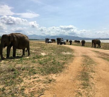 Why Elephants Block Safari Vehicles