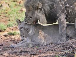 How Often Do Lions Mate? How Often Do Lions Mate?