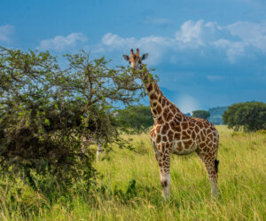 Top 5 Places to See Giraffes in Uganda (With Insider Tips) Top 5 Places to See Giraffes in Uganda (With Insider Tips)