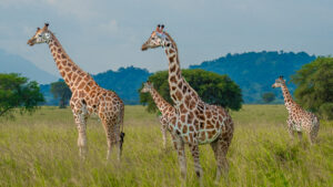 Top 5 Places to See Giraffes in Uganda (With Insider Tips) Top 5 Places to See Giraffes in Uganda (With Insider Tips)