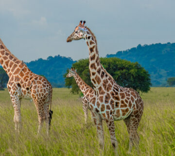 101 Things to Do on Safari in East Africa: Ultimate Guide