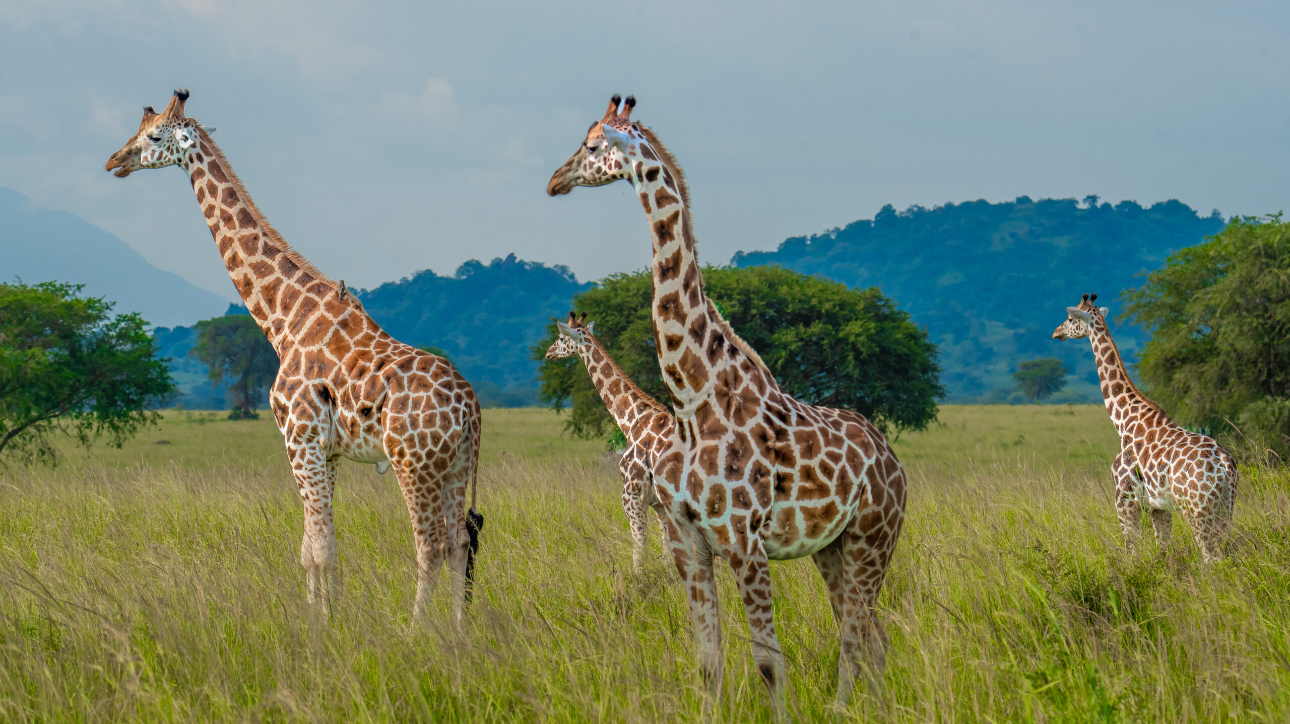 101 Things to Do on Safari in East Africa: Ultimate Guide 101 Things to Do on Safari in East Africa: Ultimate Guide