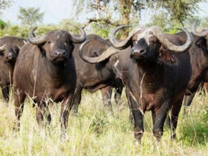 Top 10 Savannah Animals in African Grasslands