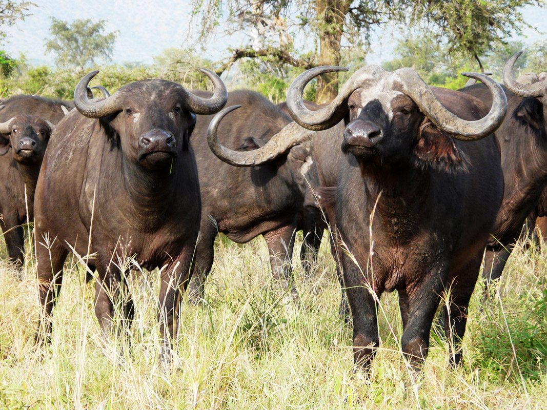 What Is a Group of Buffaloes Called? Meaning, Origins,