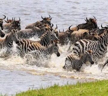 Private Tanzania Safari with Zanzibar Extension: