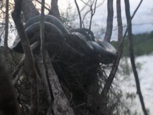 Jungle Animal List: Names Jungle Animal List: Names, Facts, and Pictures