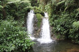 AI Trip Planner for Bwindi Gorilla Trekking: The Smartest