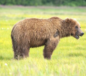 Bear vs Lion: 7 Surprising Facts That Change Everything