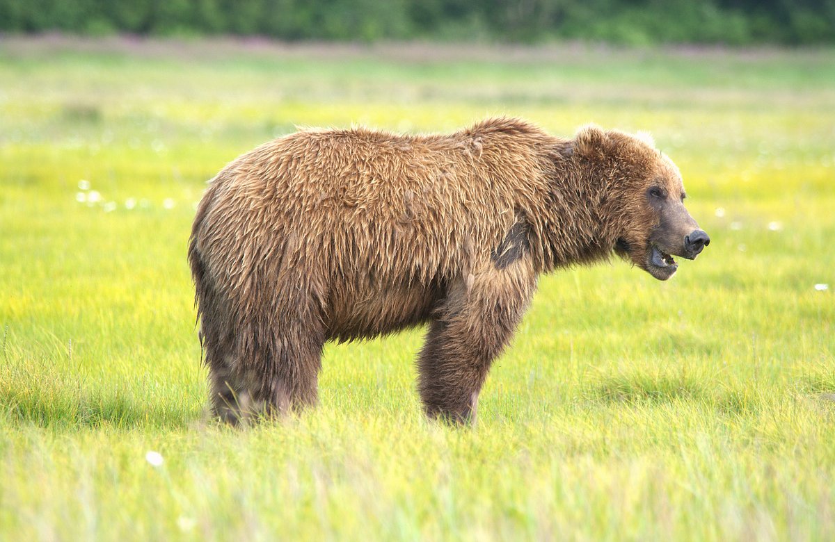 Are There Bears in Africa? Everything You Need to Know Bear vs Lion: 7 Surprising Facts That Change Everything