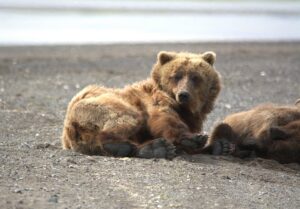 Are There Bears in Africa? Everything You Need to Know Are There Bears in Africa? Everything You Need to Know