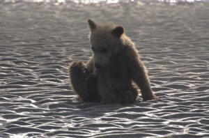 Are There Bears in Africa? Everything You Need to Know Are There Bears in Africa? Everything You Need to Know