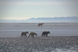 Are There Bears in Africa? Everything You Need to Know Are There Bears in Africa? Everything You Need to Know