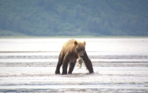 Are There Bears in Africa? Everything You Need to Know Are There Bears in Africa? Everything You Need to Know