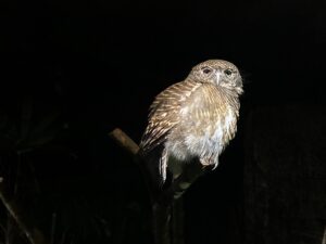 Why a Night Safari in Africa Should Be on Your Bucket List Why a Night Safari in Africa Should Be on Your Bucket List