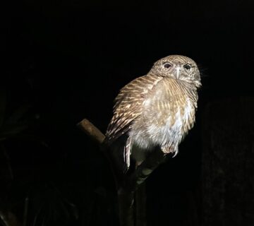 10 Animals So Dumb Scientists Could not Believe Survived 15 Amazing Nocturnal Animals and How They Survive