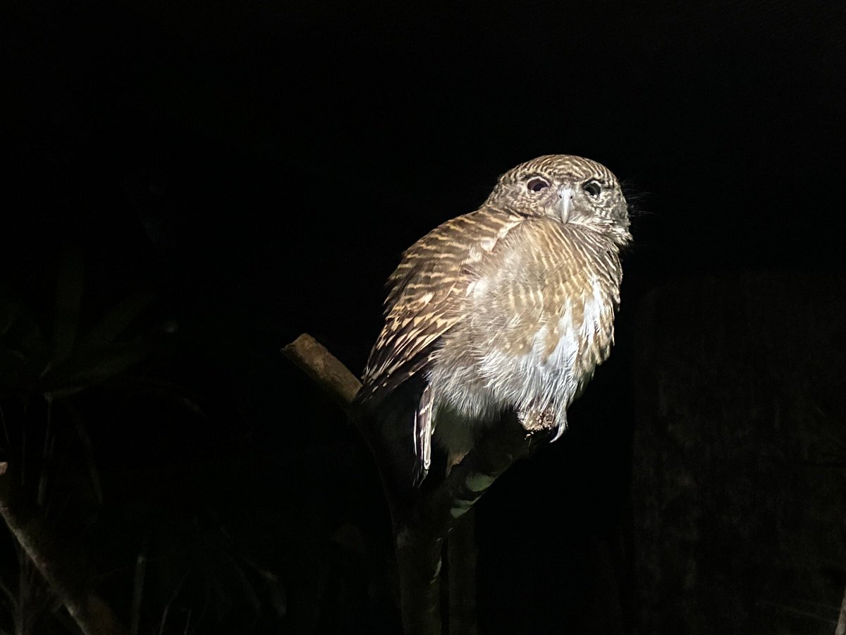 15 Amazing Nocturnal Animals and How They Survive