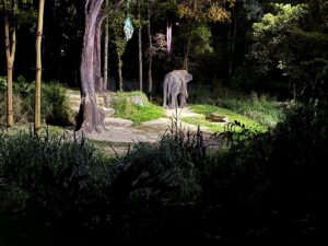 Why a Night Safari in Africa Should Be on Your Bucket List Why a Night Safari in Africa Should Be on Your Bucket List
