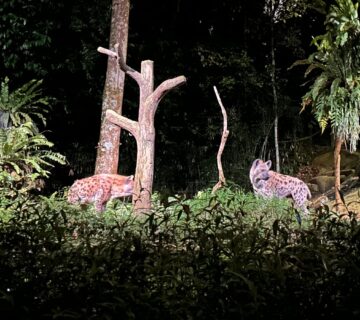 15 Amazing Nocturnal Animals and How They Survive