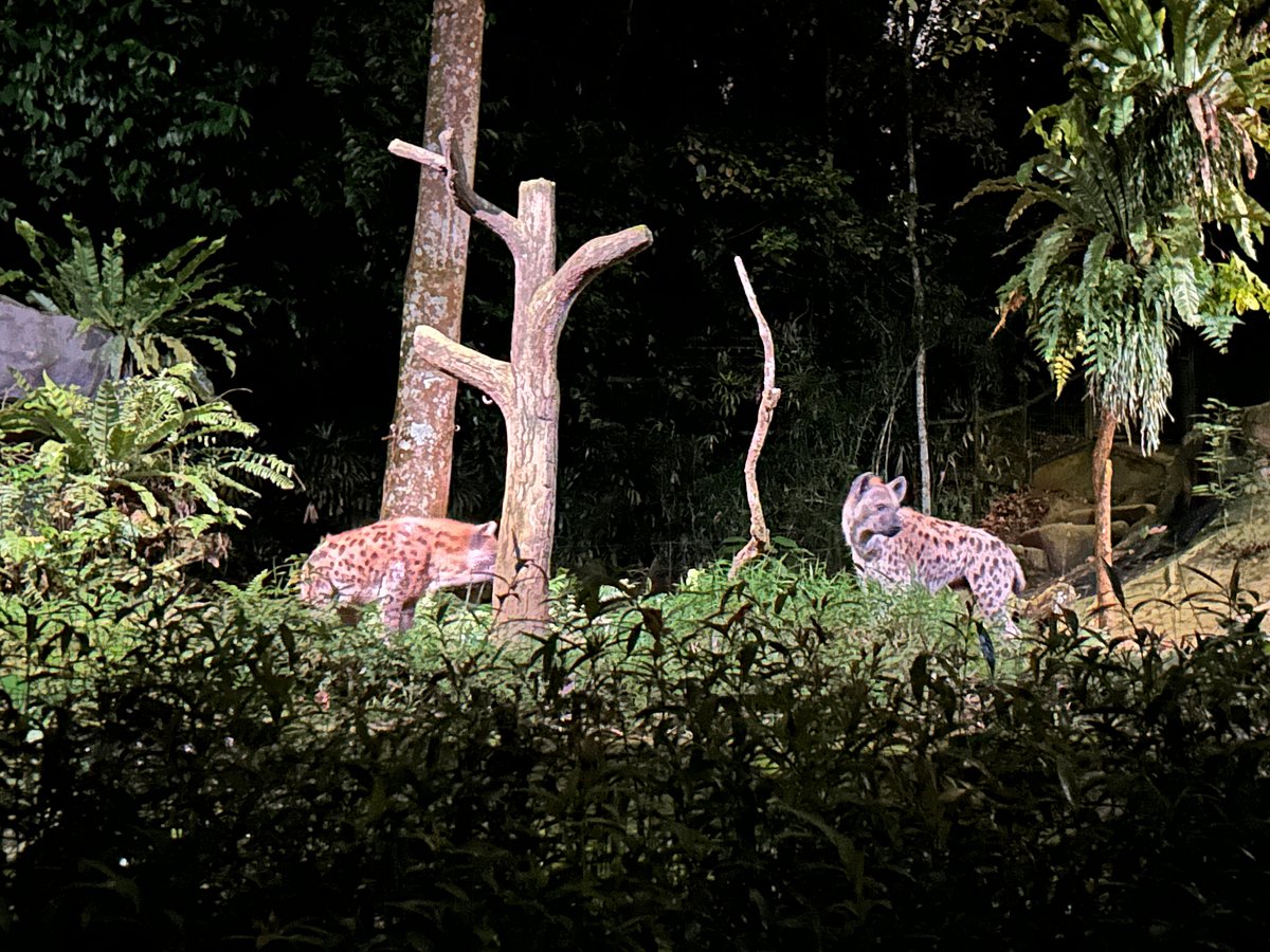 15 Amazing Nocturnal Animals and How They Survive 15 Amazing Nocturnal Animals and How They Survive
