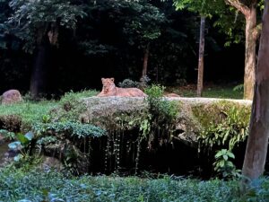 Why a Night Safari in Africa Should Be on Your Bucket List Why a Night Safari in Africa Should Be on Your Bucket List