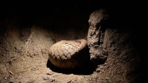 Why a Night Safari in Africa Should Be on Your Bucket List Why a Night Safari in Africa Should Be on Your Bucket List
