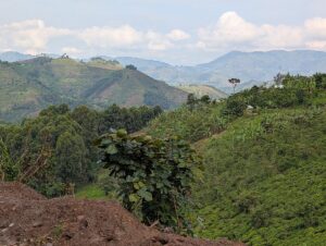 The Secret Lives of Tropical Rainforest Plants The Secret Lives of Tropical Rainforest Plants