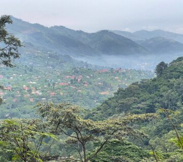 The Secret Lives of Tropical Rainforest Plants