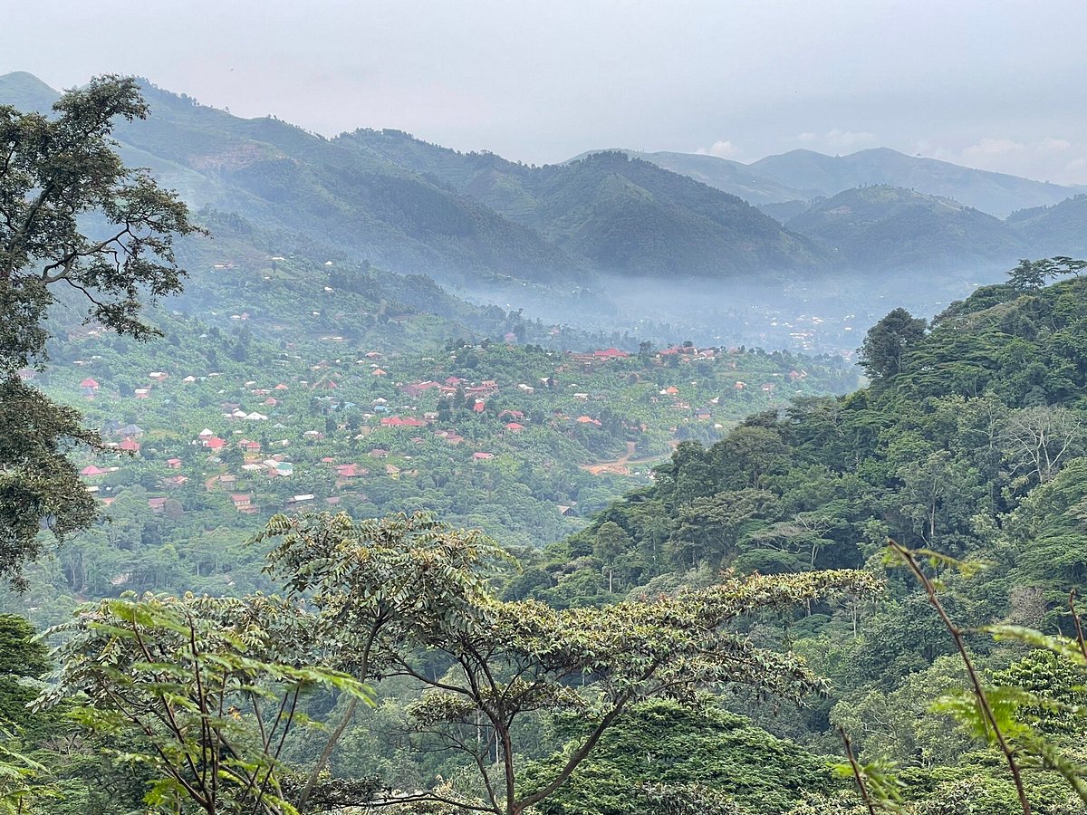 The Secret Lives of Tropical Rainforest Plants The Secret Lives of Tropical Rainforest Plants