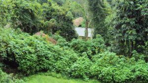 The Secret Lives of Tropical Rainforest Plants The Secret Lives of Tropical Rainforest Plants