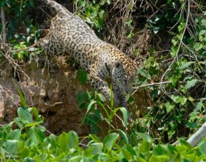 Jungle Animal List: Names Jungle Animal List: Names, Facts, and Pictures