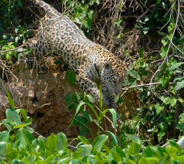 Leopard vs Cheetah vs Jaguar vs Panther: Key Differences