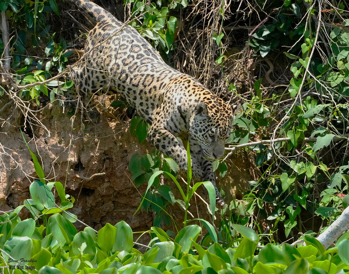 Leopard vs Cheetah vs Jaguar vs Panther: Key Differences Leopard vs Cheetah vs Jaguar vs Panther: Key Differences