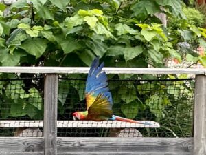 Jungle Animal List: Names Jungle Animal List: Names, Facts, and Pictures