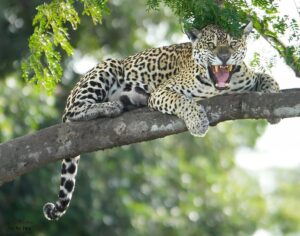 Leopard vs Cheetah vs Jaguar vs Panther: Key Differences Leopard vs Cheetah vs Jaguar vs Panther: Key Differences