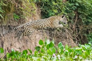 Leopard vs Cheetah vs Jaguar vs Panther: Key Differences Leopard vs Cheetah vs Jaguar vs Panther: Key Differences