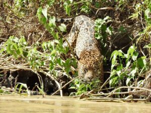 Leopard vs Cheetah vs Jaguar vs Panther: Key Differences Leopard vs Cheetah vs Jaguar vs Panther: Key Differences