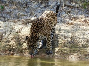Leopard vs Cheetah vs Jaguar vs Panther: Key Differences Leopard vs Cheetah vs Jaguar vs Panther: Key Differences