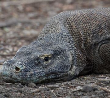 What Eats Frogs, Birds, Snakes, and Lizards?
