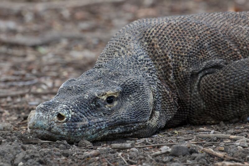 7 Reasons Komodo National Park Is Unlike Anywhere Else What Eats Frogs, Birds, Snakes, and Lizards?