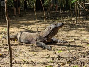 7 Reasons Komodo National Park Is Unlike Anywhere Else 7 Reasons Komodo National Park Is Unlike Anywhere Else