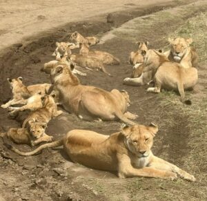 Do Lions Eat Humans? The Truth Is Wider Than You Think Do Lions Eat Humans? The Truth Is Wider Than You Think