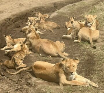 100 Incredible Animal Group Names Everyone Should Know